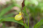 Greater yellow lady's slipper